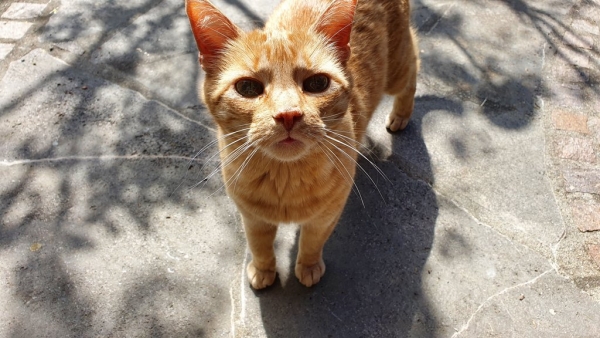  Katzen - das beliebteste Haustier in Mietwohnungen