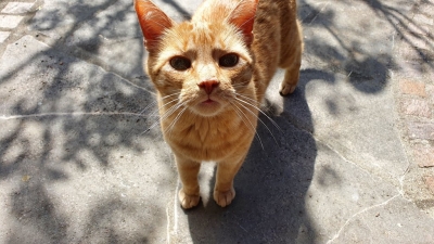  Katzen - das beliebteste Haustier in Mietwohnungen